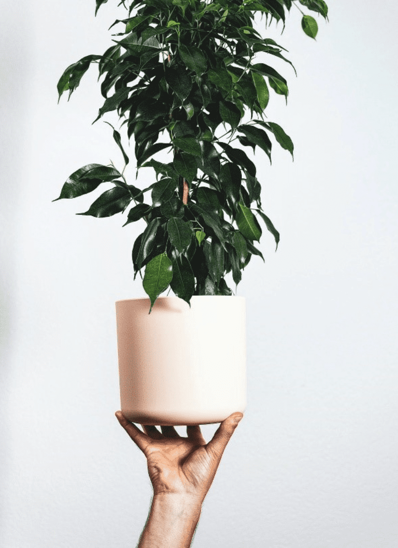 11 Indoor Plants That Purify The Air in Your Home