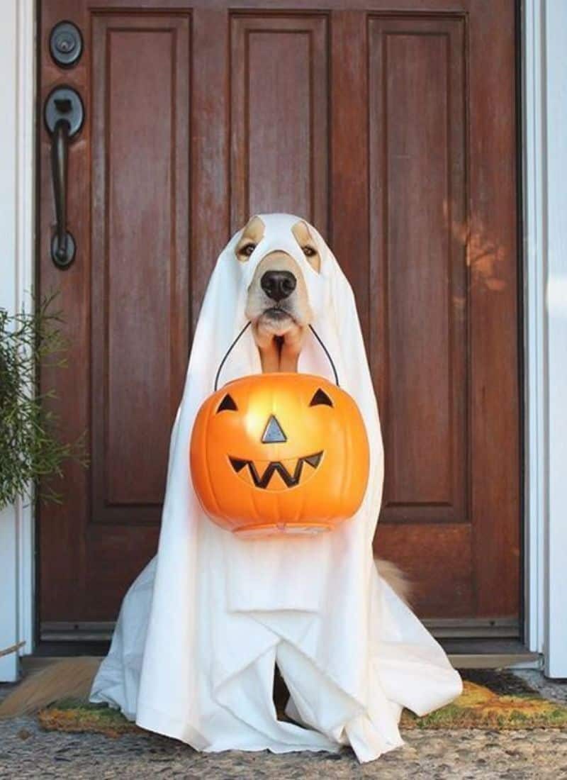 30 Lovely Halloween Costumes Your Dog Must Wear This Year