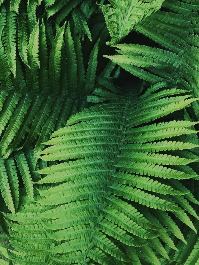 11 Awesome Indoor Plants To Improve The Air Quality In Your Room - Fern