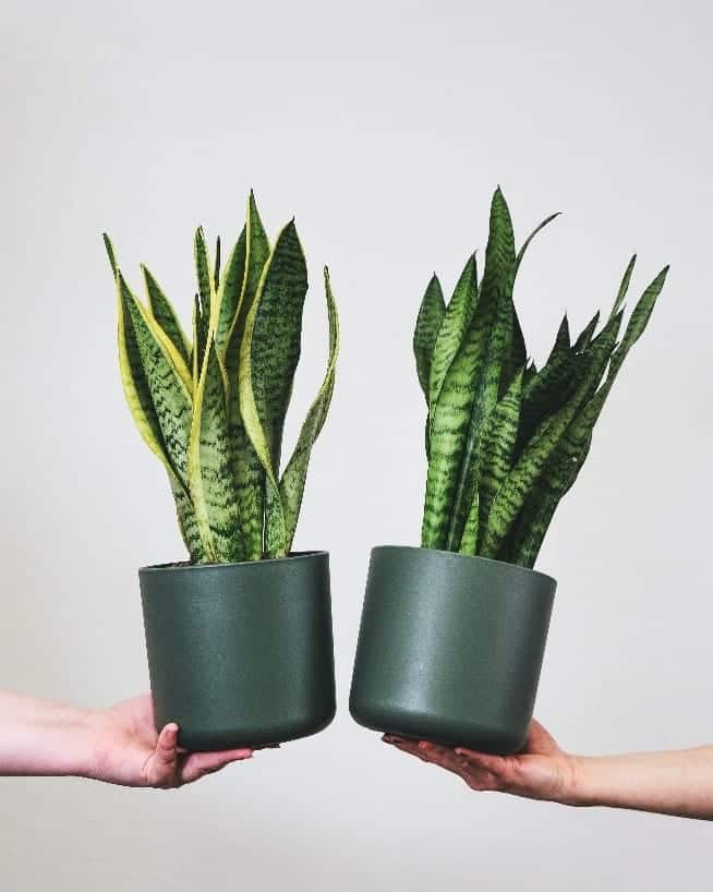 11 Awesome Indoor Plants To Improve The Air Quality In Your Room - Sansevieria