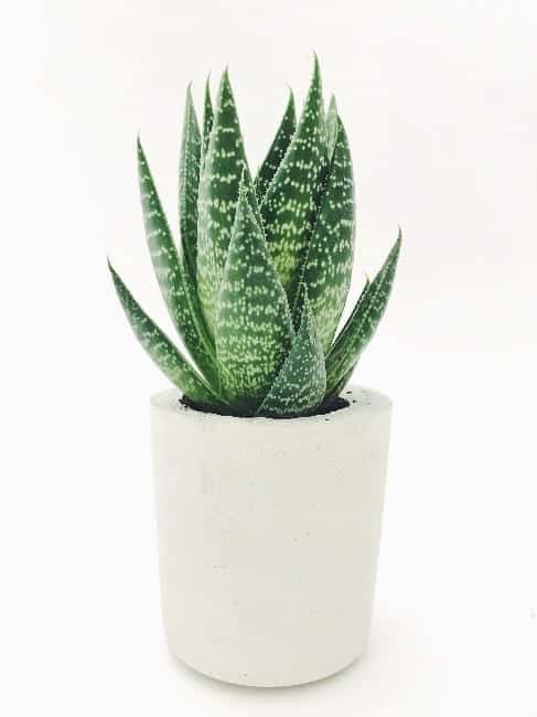 11 Awesome Indoor Plants To Improve The Air Quality In Your Room - Aloe Vera