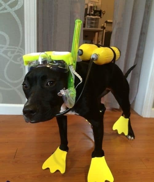 30 lovely Halloween costumes you dog must wear.