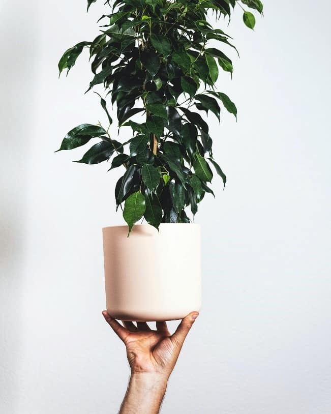 11 Awesome Indoor Plants To Improve The Air Quality In Your Room - Ficus benjamina