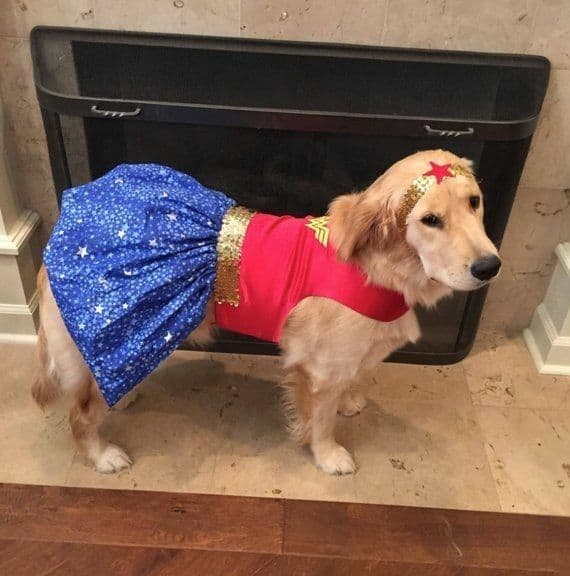 30 lovely Halloween costumes you dog must wear.