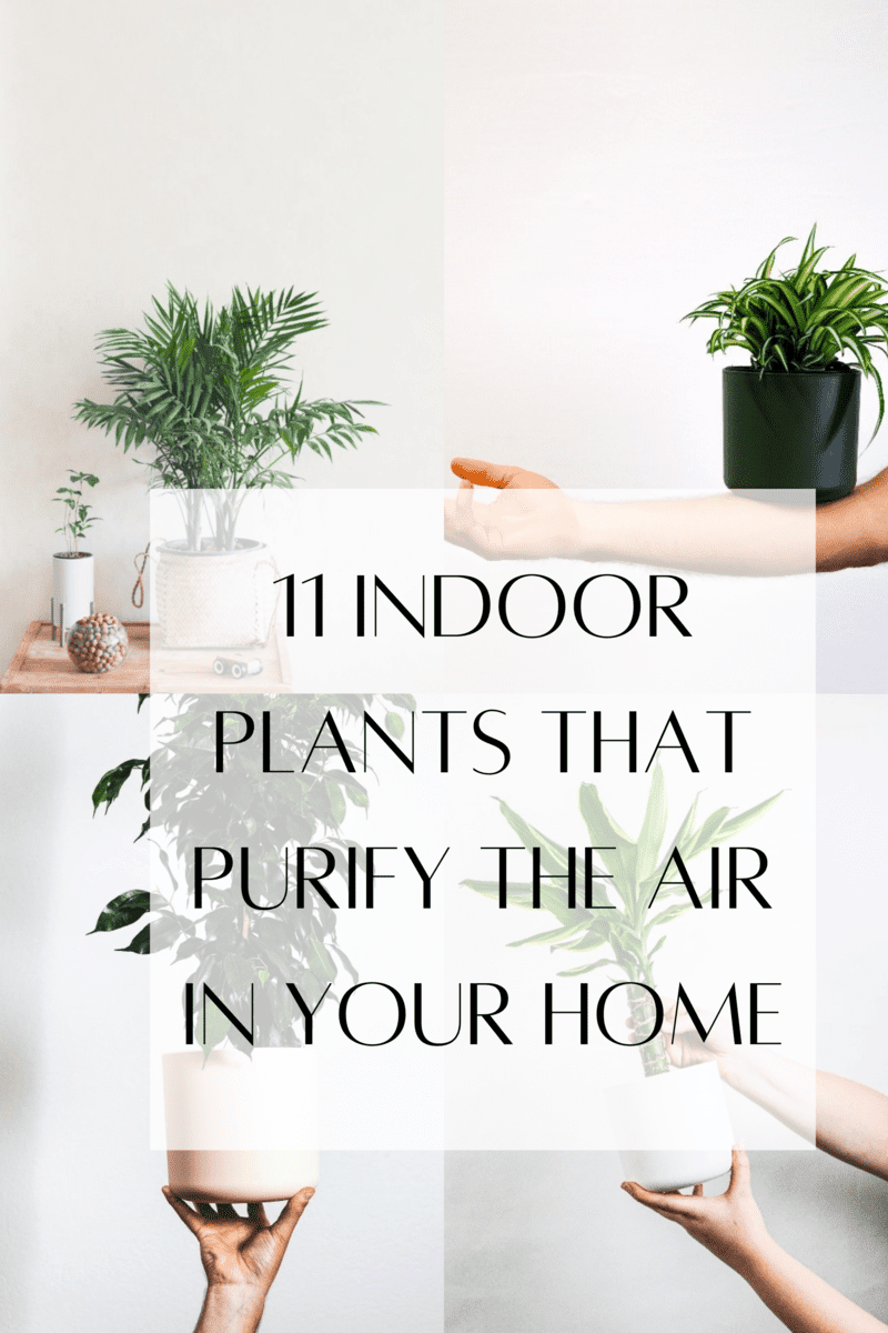 11 Awesome Indoor Plants To Improve The Air Quality In Your Room