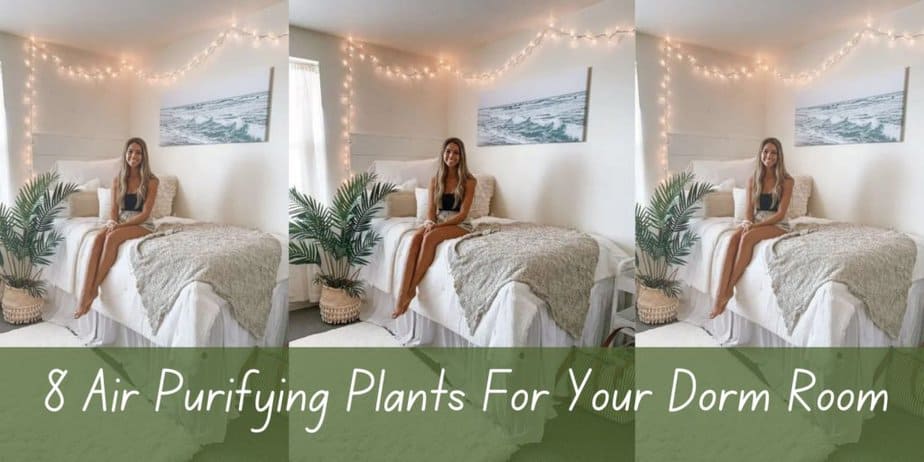 8 Air Purifying Plants For Your Dorm Room