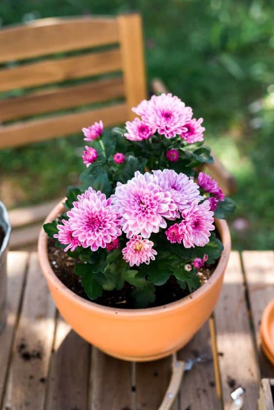 Chrysanthemum plant