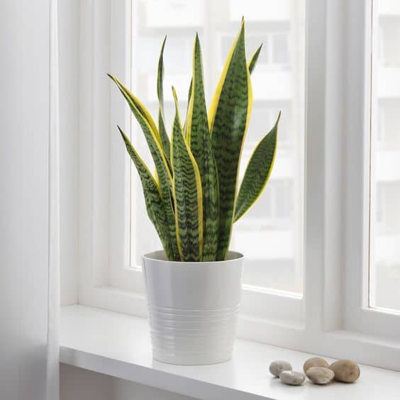 Sansevieria Trifasciata plant image