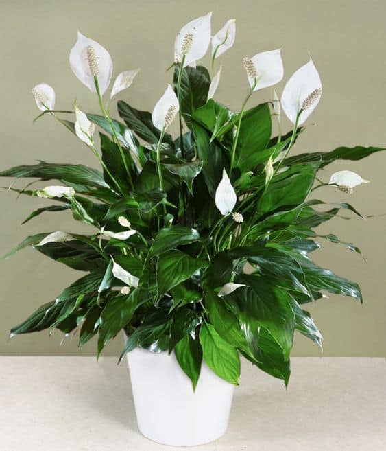8 Air Purifying Plants For Your Dorm Room - Spathiphyllum