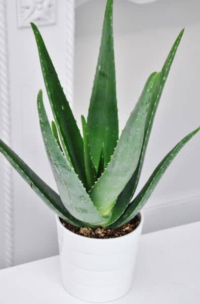 8 Air Purifying Plants For Your Dorm Room - Aloe Vera