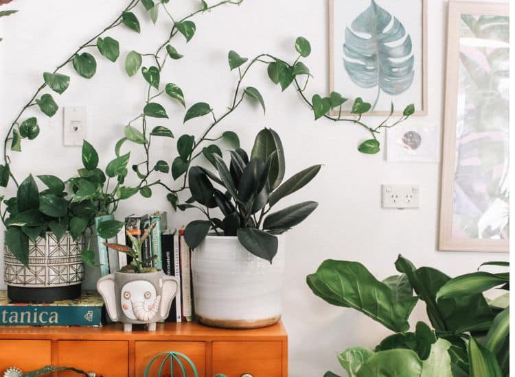 When Do Plants Go on Sale at Home Depot? Timing Your Plant Purchases
