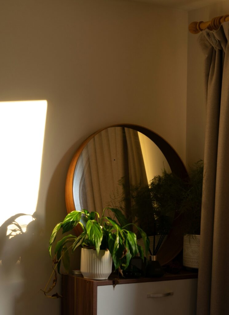 20 Low Light Indoor Plants