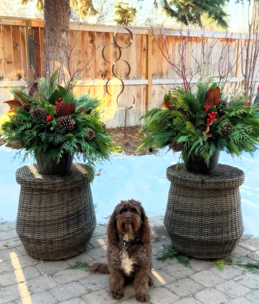 Two low bowls of pine, magnolia, cones, and red twigs—weekend-friendly diy Christmas planter ideas anyone can assemble.