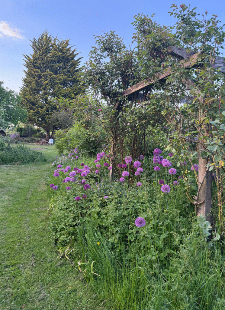Cottage-style garden border filled with purple alliums and roses along a grassy path, inspiring barn conversion ideas for informal country landscaping.