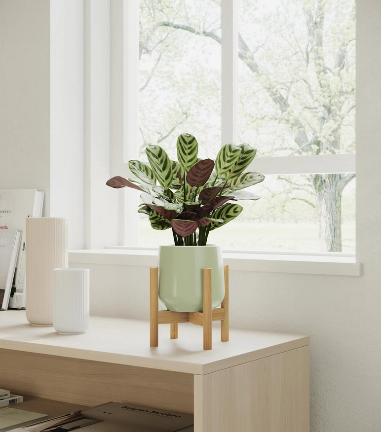 Zen office decor vignette with greenery in therapy spaces, showing a patterned-leaf plant in a sage pot on a wooden stand near a bright window