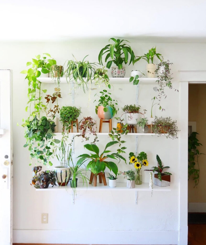 Plant-filled wall with simple white shelves and potted greenery as an inexpensive home decor trend that turns basic shelving into a lush focal point.