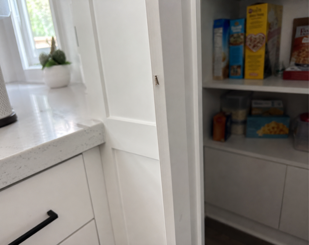 Small pantry moth resting on a cabinet edge next to an open pantry full of cereal boxes