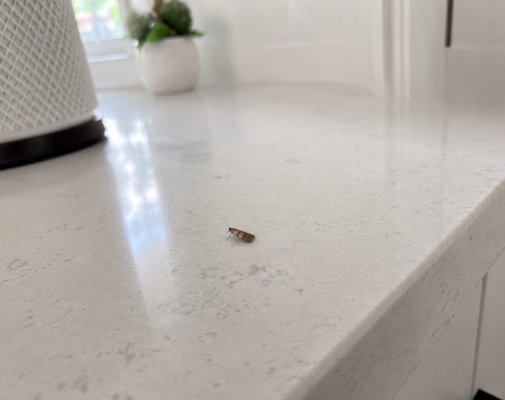 Close-up of an Indian meal moth on a kitchen counter showing its two-tone copper and gray wings